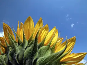 Summer Blooming Flowers Stampe: Sunflower