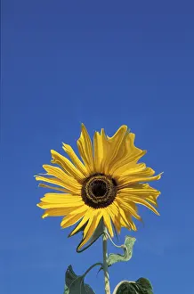 Sunflower Details Stampe: Sunflower
