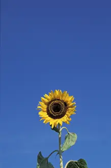 Yellow Flower Pictures Stampe: Sunflower