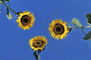 Multi Colored Flowers Stampe: Sunflower