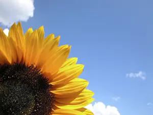 Summer Blooming Flowers Stampe: Sunflower