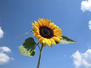 Summer Flowering Plants Stampe: Sunflower