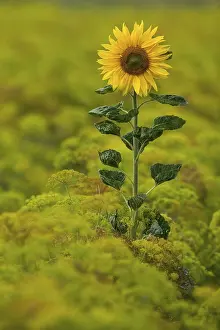 Yellow Flowering Plant Life Stampe: Sunflower