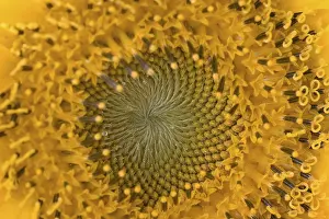 Botany Photography Stampe: Sunflower