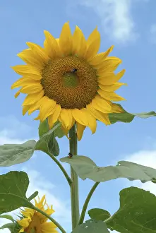 Flowering Season Stampe: Sunflower