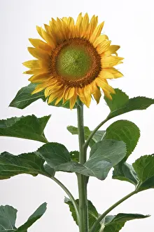 Sunflower Structure Stampe: Sunflower