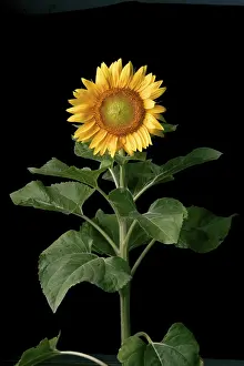 Asteraceae Family Stampe: Sunflower