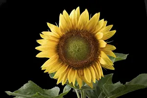Asteraceae Family Stampe: Sunflower