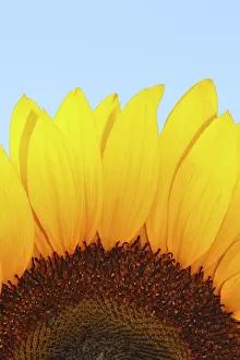 Macro Flower Photography Stampe: Sunflower