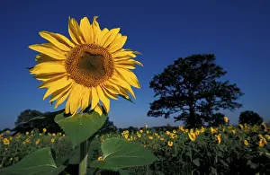 Sunflowers In Bloom Stampe: Sunflower