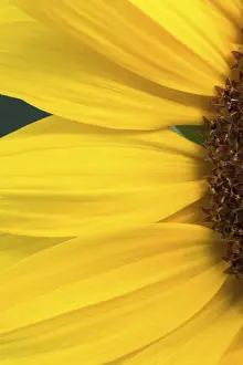 Yellow Blossom Detail Stampe: Detail of a sunflower