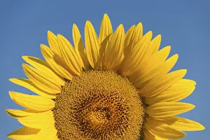 Yellow Flowering Plants Stampe: Sunflower