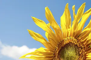Deserted Countryside Scene Stampe: Sunflower