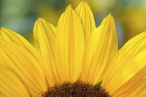 Yellow Blossom Close Up Stampe: Detail of a sunflower