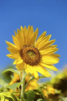 Summer Landscape Photography Stampe: Sunflower