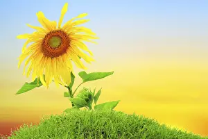 Deserted Countryside Scene Stampe: Sunflower