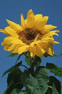 European Garden Plants Stampe: Sunflower