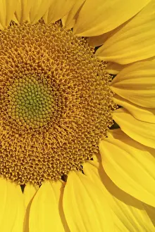 Sunflower Inflorescence Stampe: sunflower