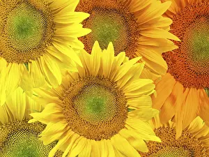 Deserted Flower Shop Stampe: Sunflower background