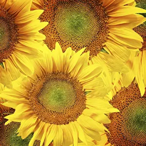 Rural Countryside Scene Stampe: Sunflower background