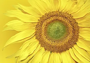 Empty Space With Blooming Flowers Stampe: Sunflower background
