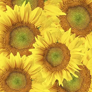Yellow Flowering Plants Stampe: Sunflower background