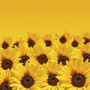 Deserted Countryside Landscape Stampe: Sunflower background with copyspace