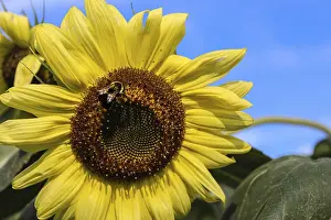 Hymenoptera Insect Wildlife Stampe: A sunflower with a bee against a blue sky
