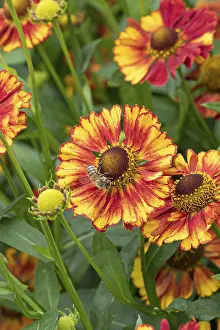 British Wildflowers Stampe: Sunflower (Helenium Vicky')