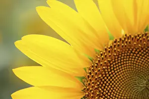 Flowering Asteraceae Plant Stampe: Sunflower on the multicolored background