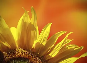 Farming Landscape Photos Stampe: Sunflower at sunset
