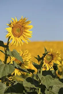 Uninhabited Farm Fields Stampe: Sunflowers