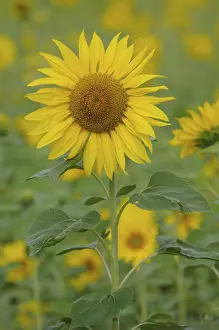 Agricultural Landscapes Stampe: Sunflowers