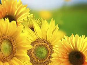 Yellow Flowering Plants Stampe: Sunflowers background