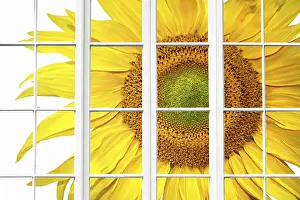 White Background Clipping Path Stampe: Sunny spring window