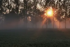 Horizontal Panorama Images Stampe: Sunrays shining through deciduous trees