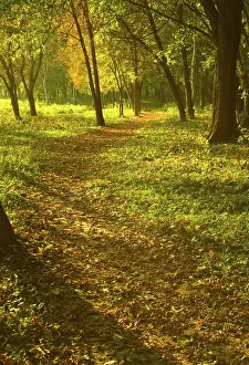 Atmospheric Evening Light Stampe: Sunset forest path