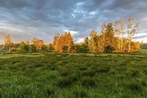 Deserted Moor Landscape Stampe: Sunset over a meadow with trees