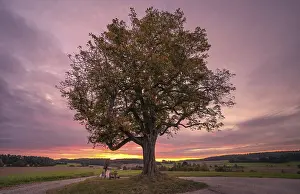 Travel Germany Images Stampe: Sunset at the old chestnut tree