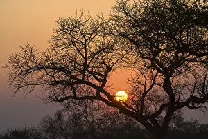Natural Preserve Conservation Area Stampe: Sunset, tree in the evening light