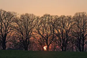 East German Countryside Stampe: Sunset behind tree silhouettes