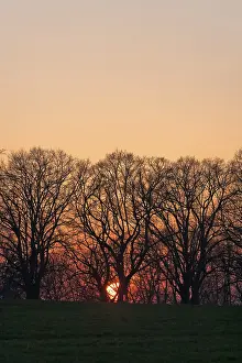 Atmospheric Evening Sky Germany Stampe: Sunset behind tree silhouettes