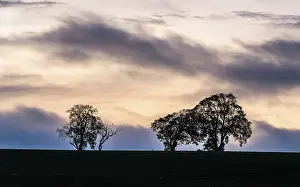 British Countryside Scene Stampe: Sunset over Trees and Fields, England