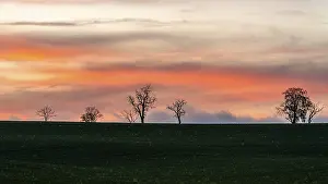 England Countryside Scenery Stampe: Sunset over Trees and Fields, England