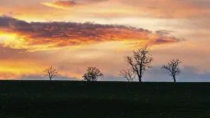 Uninhabited Farm Fields Stampe: Sunset over Trees and Fields, England