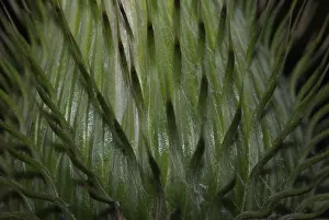Asteraceae Flowers Stampe: Surface of the inflorescence of a thistle