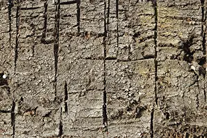 Fossil Energy Source Stampe: Surface of a peat patch with cut furrows