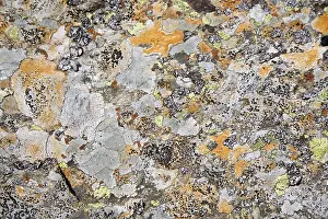 Rock Surface Texture Stampe: Surface of a stone - structure