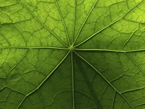 Brassicaceae Plant Surface Stampe: Surface & structure, nasturtium leaf
Surface & structure