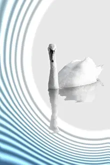 Wildlife Studio Shot Stampe: A Swan on abstract background